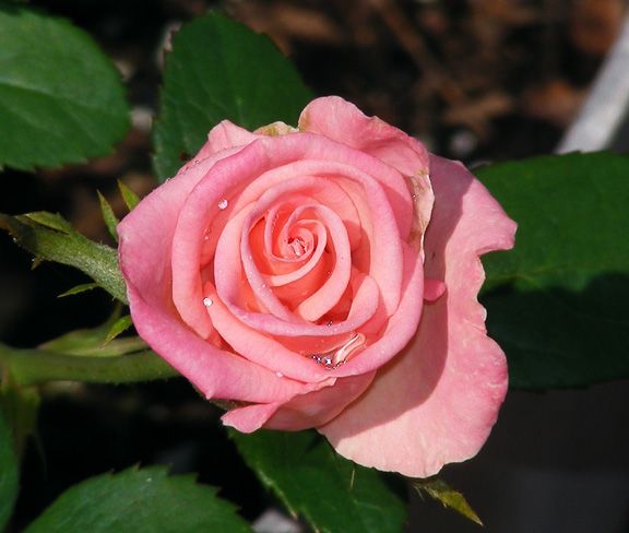 Show Stopper photo ss2013_08130039_zps3996f551.jpg